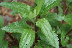 Eupatorium serotinum