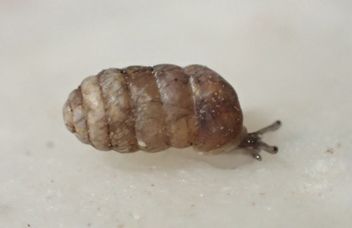 Pupilla blandi observed 2018-06-13