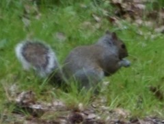 Sciurus carolinensis