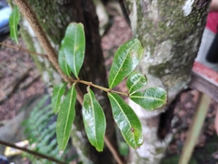 Doratoxylon apetalum