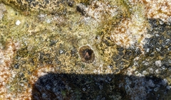 Siphonaria naufragum