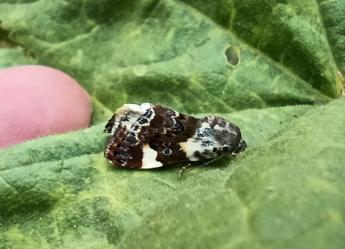 Acontia