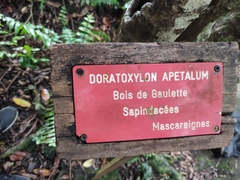 Doratoxylon apetalum