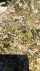 Siphonaria naufragum