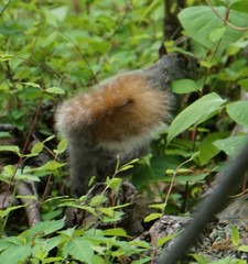 Sciurus carolinensis