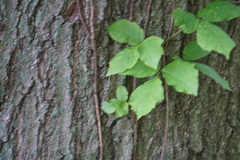 Toxicodendron radicans