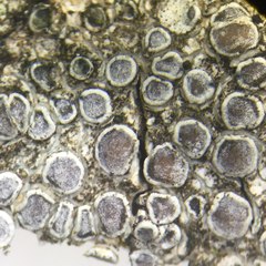 Lecanora subcarpinea