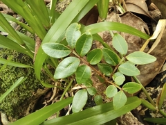 Doratoxylon apetalum