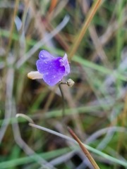 Genlisea hispidula