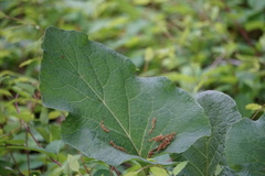 Arctium minus