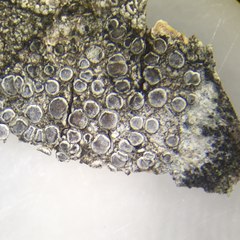 Lecanora subcarpinea