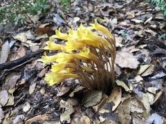 Aphyllon franciscanum