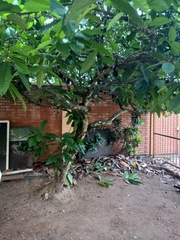 Syzygium samarangense