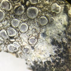 Lecanora subcarpinea