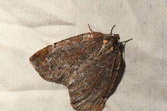 Spodolepis substriataria