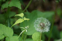 Taraxacum officinale