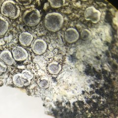 Lecanora subcarpinea