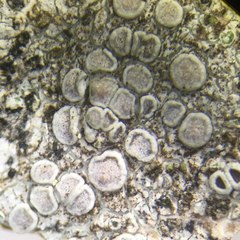 Lecanora subcarpinea