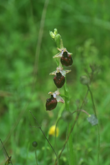Ophrys helenae