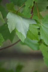Acer rubrum