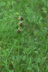 Ophrys helenae