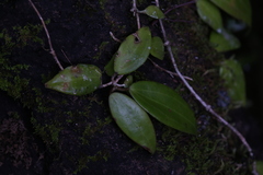 Hoya pottsii