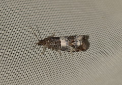 Notocelia trimaculana