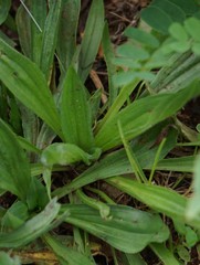 Plantago lanceolata