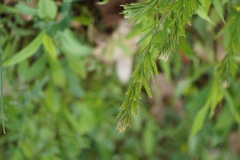 Lespedeza cuneata