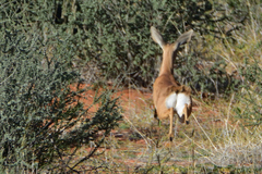Raphicerus campestris steinhardti