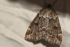 Spodolepis substriataria