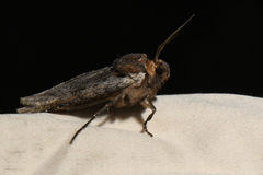 Xylena thoracica