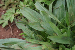 Plantago lanceolata