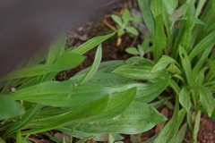 Plantago lanceolata