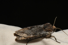 Xylena thoracica