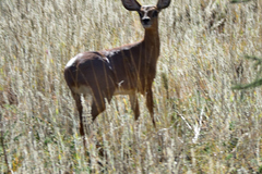 Raphicerus campestris steinhardti