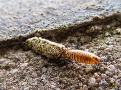 Dahlica triquetrella