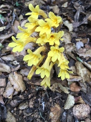 Aphyllon franciscanum