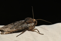Xylena thoracica
