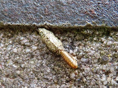 Dahlica triquetrella