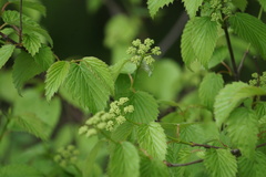 Viburnum dentatum