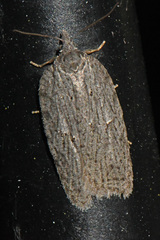 Acleris maximana