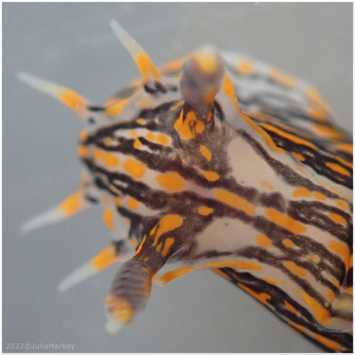 Sorcerer's Dorid