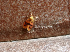 Miltochrista arcuata