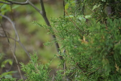 Juniperus virginiana
