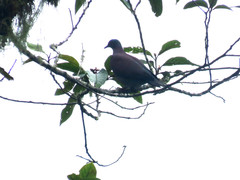 Patagioenas cayennensis