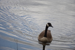 Branta canadensis