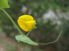 Coronilla scorpioides