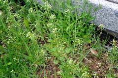 Capsella bursa-pastoris