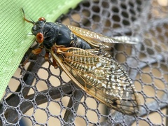Magicicada cassinii